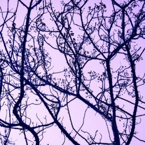 Neuroplasticidad: Cómo se fortalecen y debilitan las conexiones neuronales